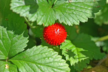 woodland strawberry