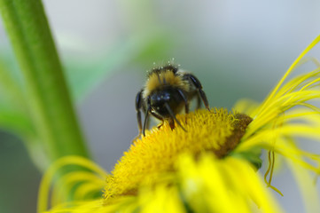 bee on yellow flower
