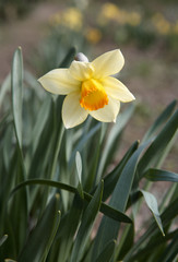 yellow narcissus