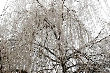 arbre gelé
