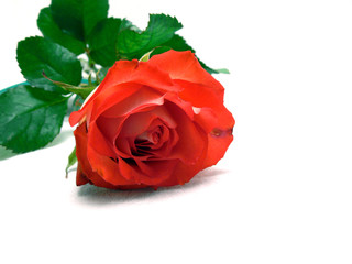 beautiful rose