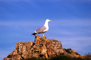 la mouette des embiez