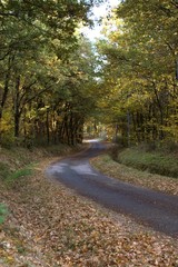 la route du sous bois en automne