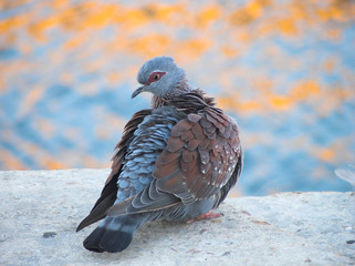 pigeon