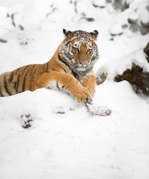 young tiger