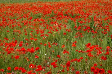 champs de coquelicots