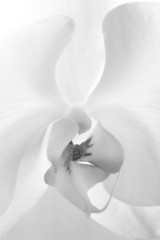 beautiful white flower orchid bloom vagina clitori