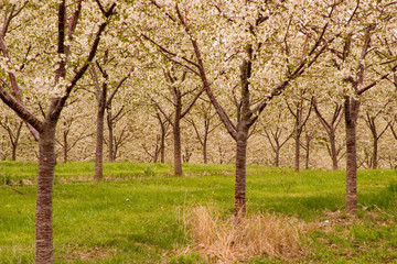 Fototapeta premium cherry tree orchard flower bloom white green