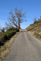 l'arbre sur la route