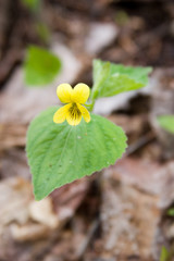 yellow wild nature flower bloom may flowers