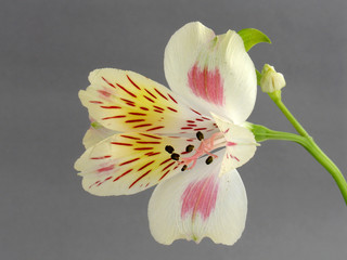 alstroemeria