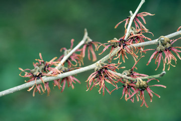 hamamelis flowers