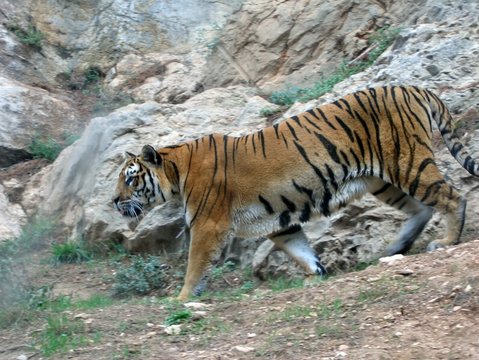 tigre