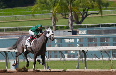 horse and jockey storm down a muddy track