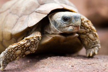 desert tortoise