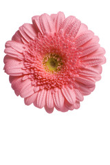 pink flower