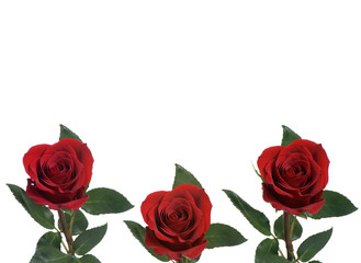 rose background