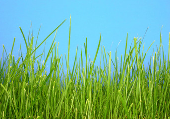 grass macro
