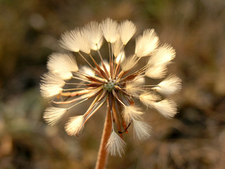 dandelion