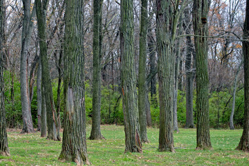 Fototapeta premium lot of trees in winter