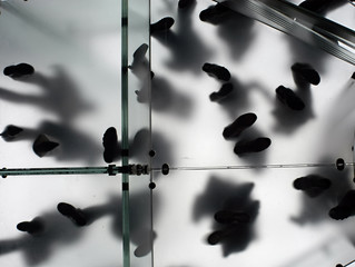 shadows