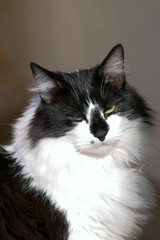 le chat bronze au soleil