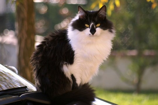 je garde la voiture !