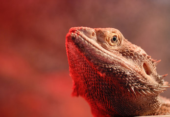 bearded dragon portrait (agaminae pogona)