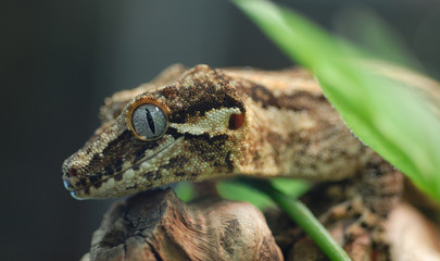 brown lizard profile
