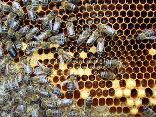 bees in honecomb