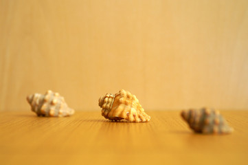 3 shells (focus middle)