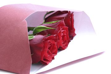 red roses in envelope on white