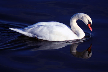cygne