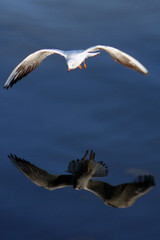 reflet de mouette