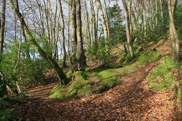 Fototapeta premium 117