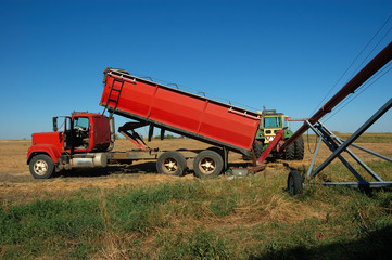 red grain truck dumping