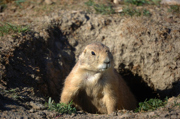 Naklejka na ściany i meble prairie dog