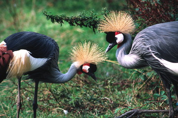 Fototapeta premium two crowned cranes