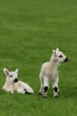Fototapeta premium new born lambs