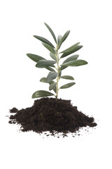 growing olive tree in soil