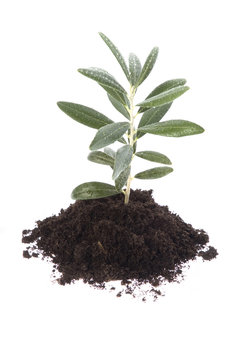 Growing Olive Tree In Soil