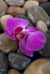 orchid