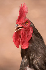 rooster portrait