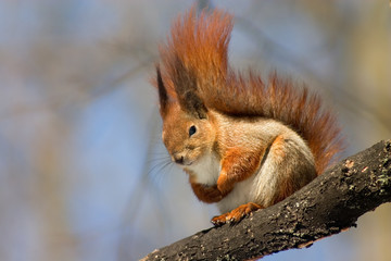 squirrel