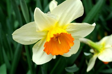 narciso