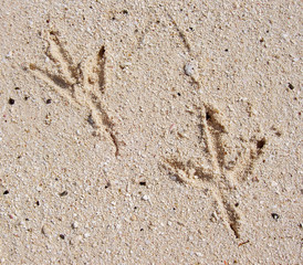 footprints in the sand