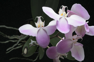 orchid night moths