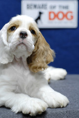 puppy with beware of dog sign