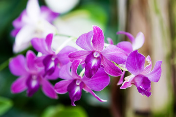 purple cymbidium orchids