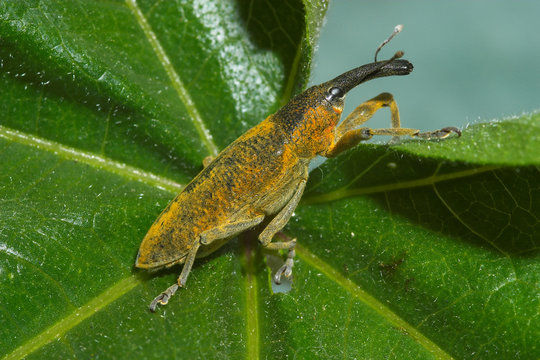 gorgojo ( lixus angustatus )